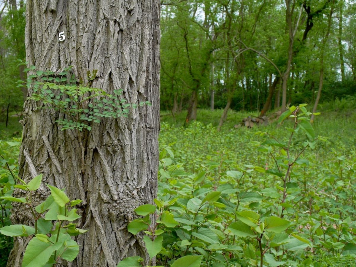five tree