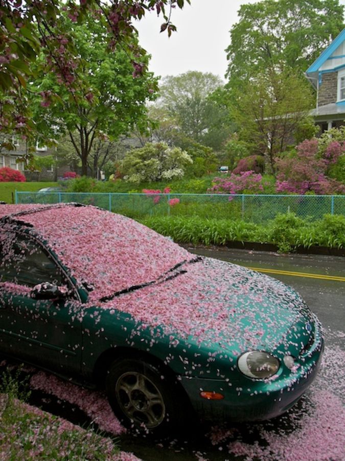 cherry blossoms