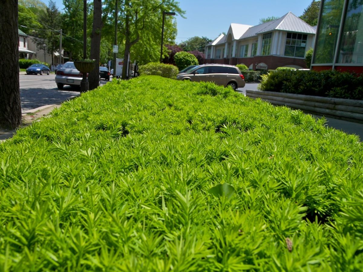 Field of Green