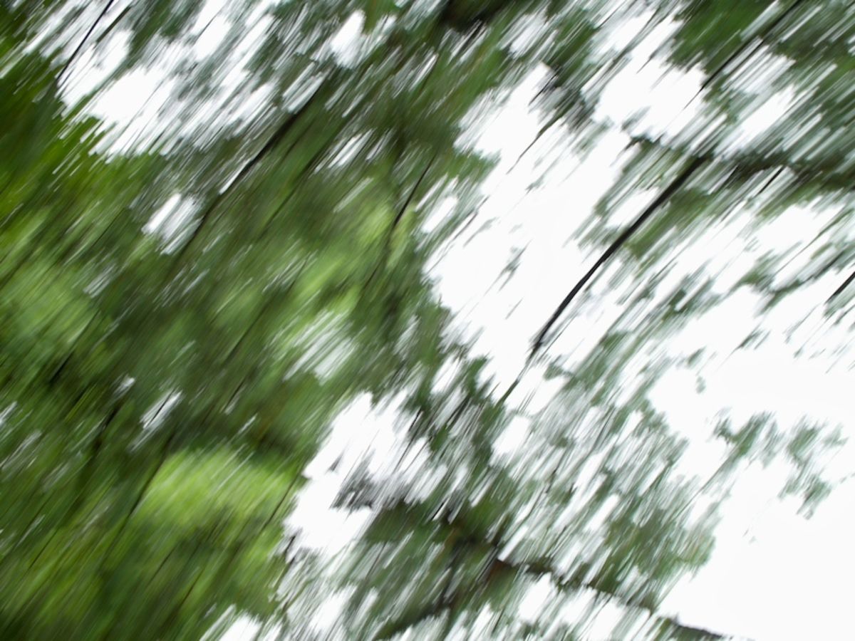 branch blur 1