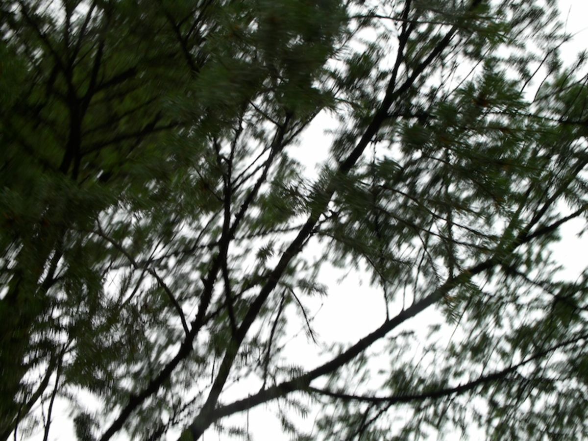 branch blur 2