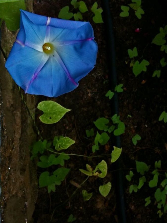 morning glory