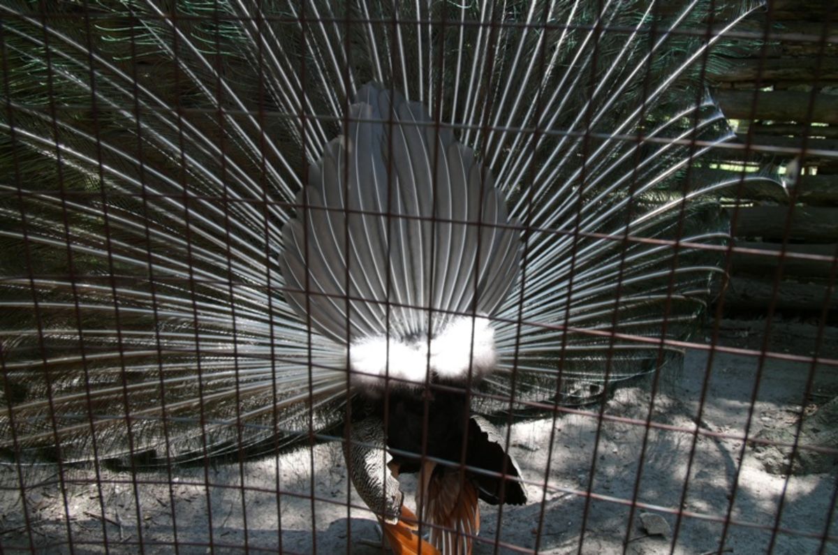 peacock