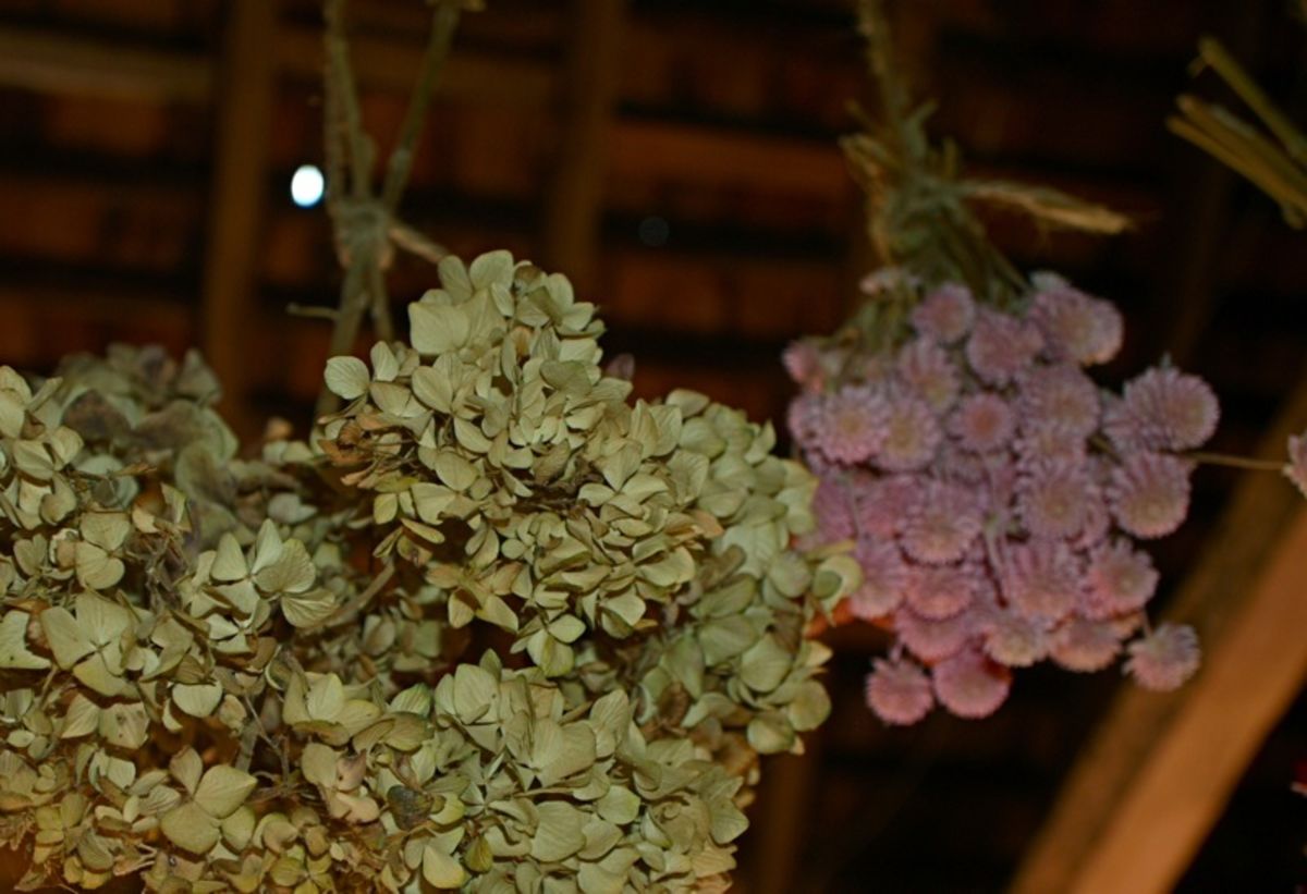 hanging flowers