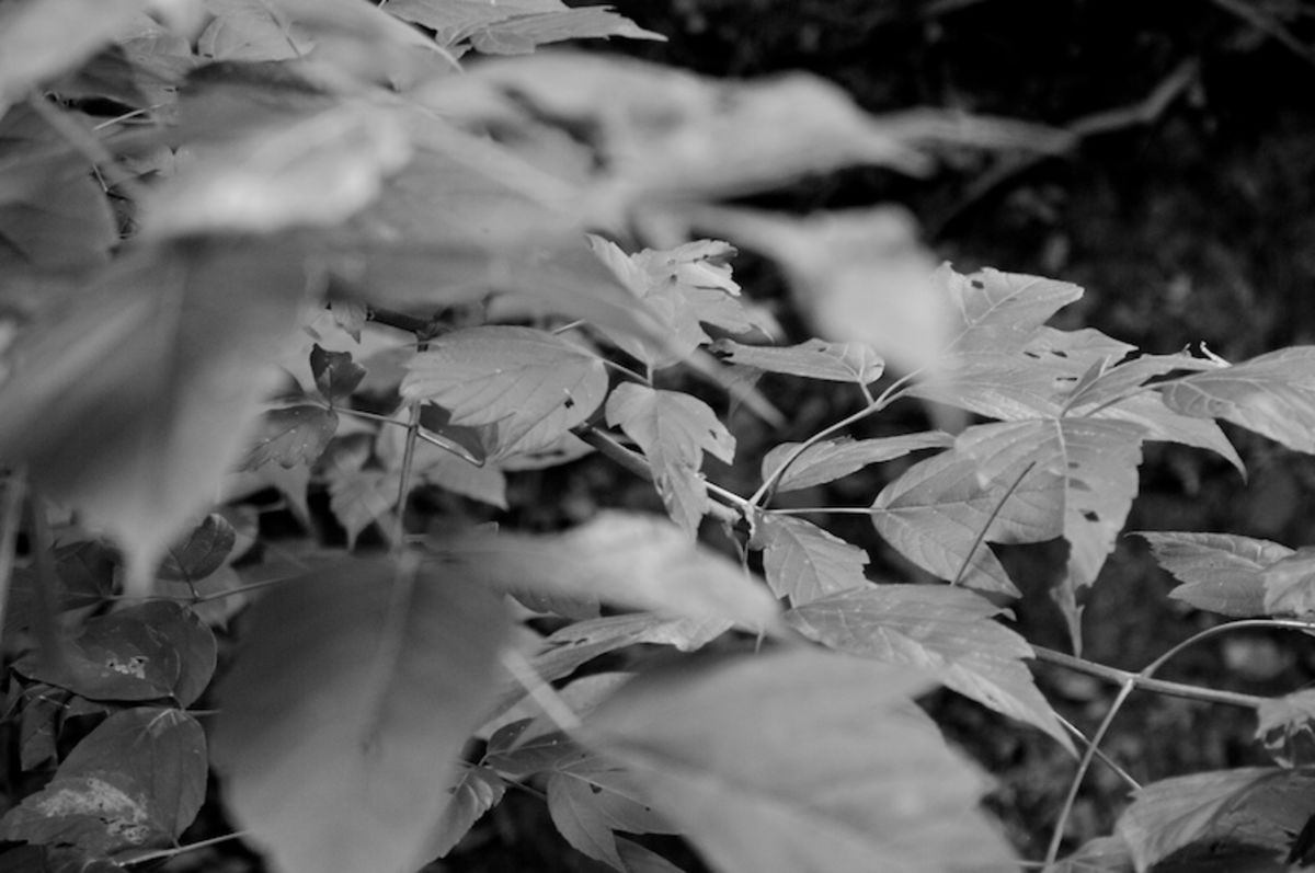 leaves
