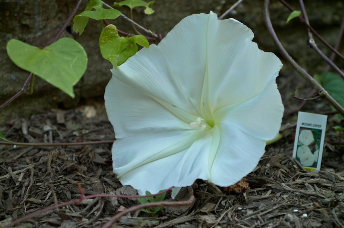 first moonflower