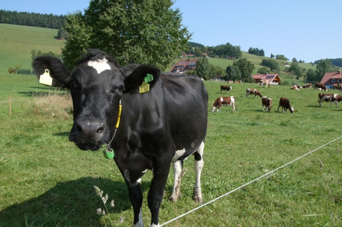 Black Forest cow