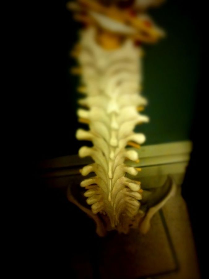 spine