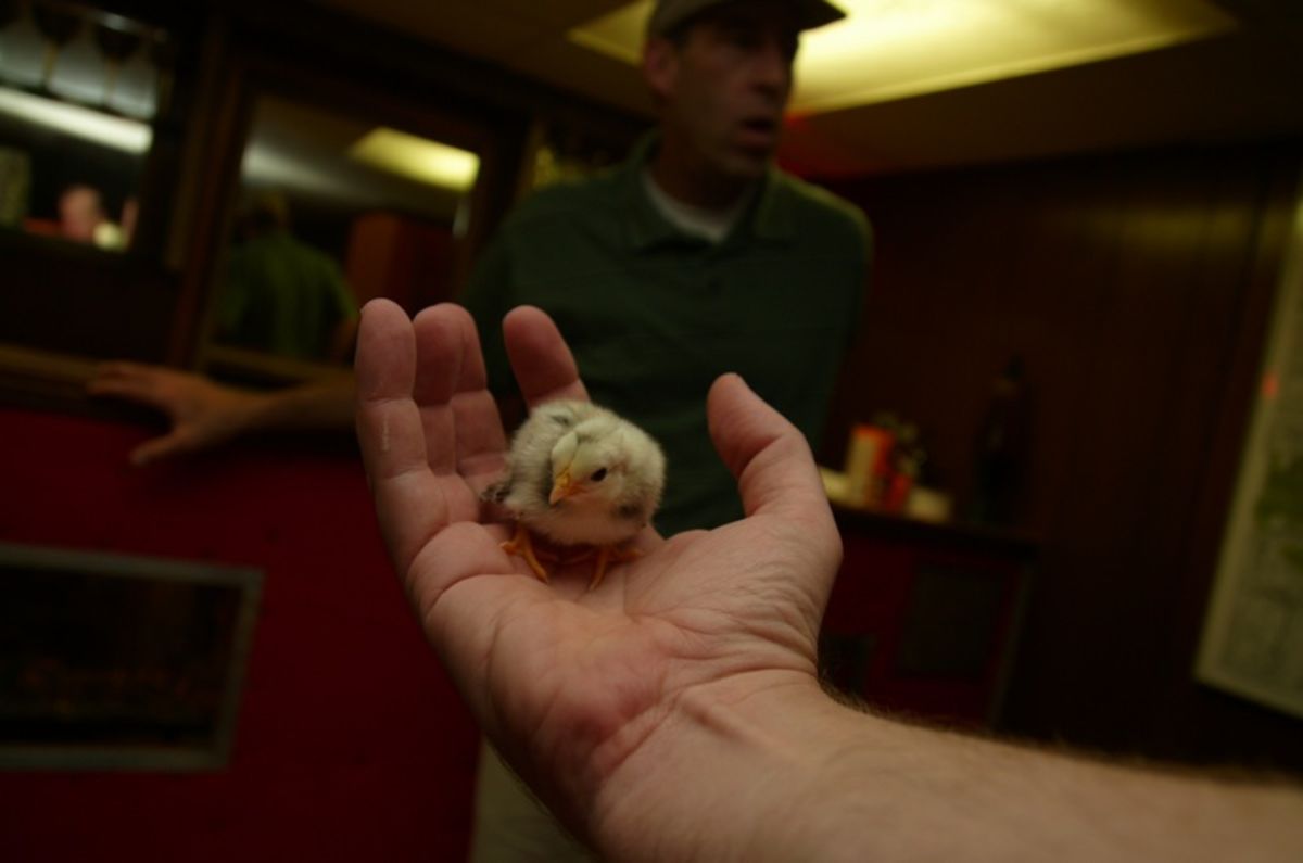 chick offering