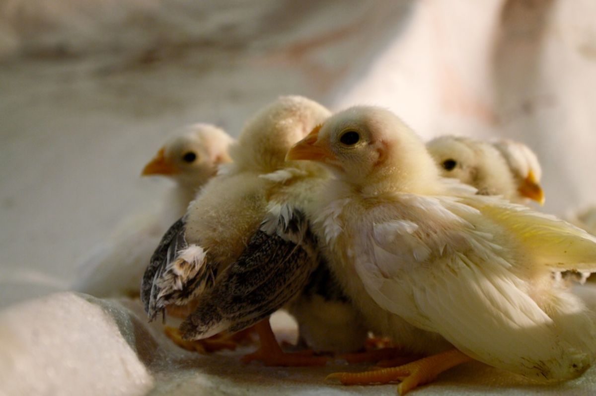chicks
