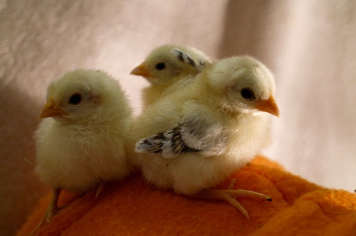 chicks
