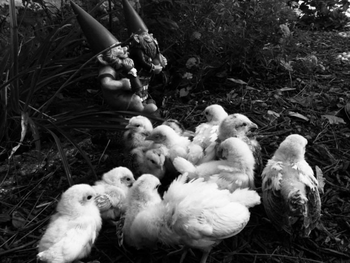 chicks and gnomes