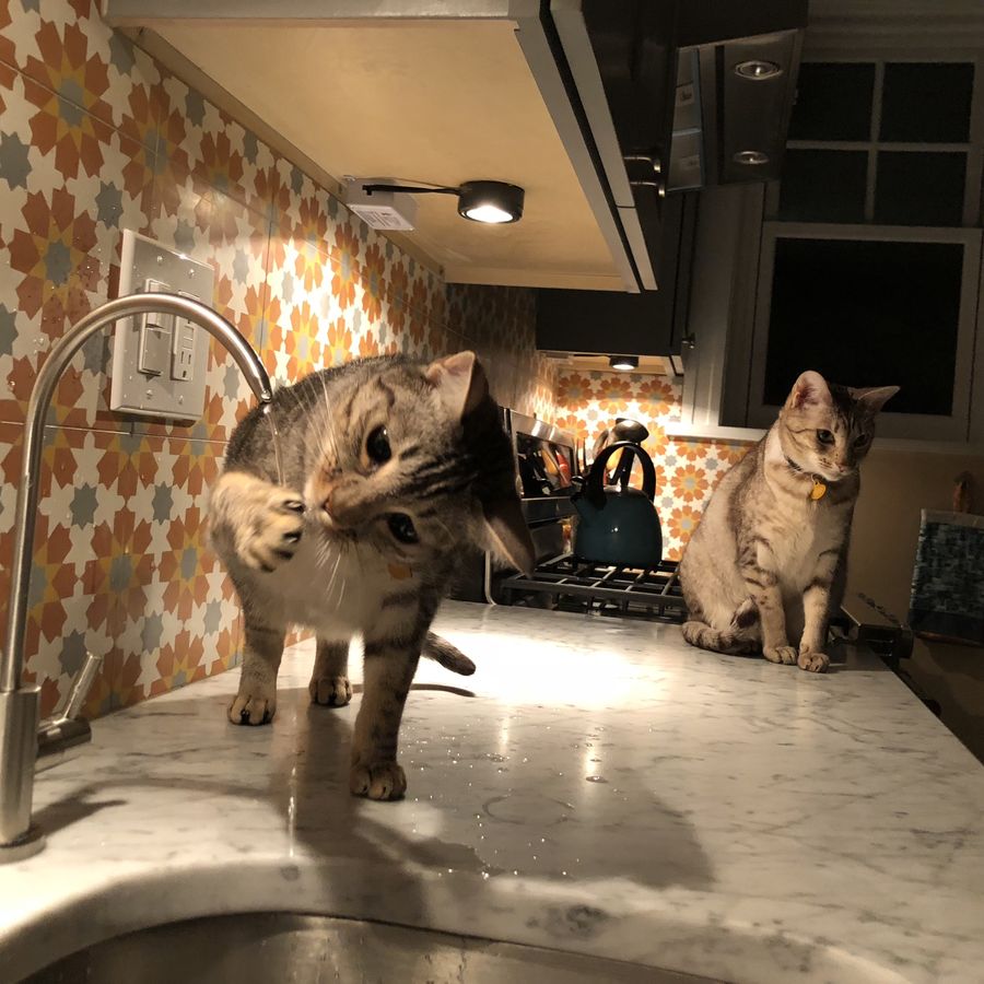 cats on counter
